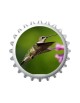 Humming-Bird 2