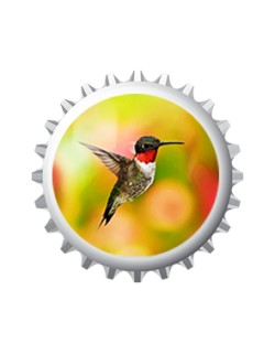 Colibri