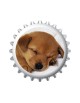 Chiots